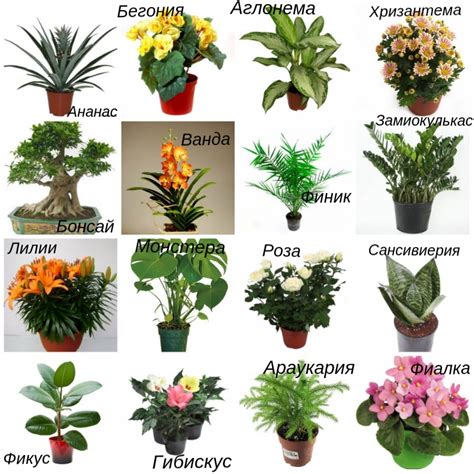 домашние растения как домашние индикаторы